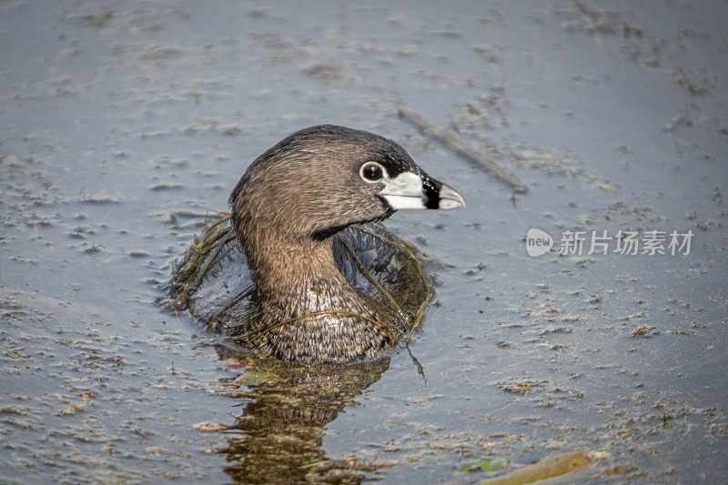 各种各样的账单grebe, pid -billed grebe, American dabchick。